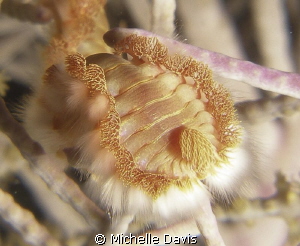 Using my stacked Inon lenses for the first time and got t... by Michelle Davis 